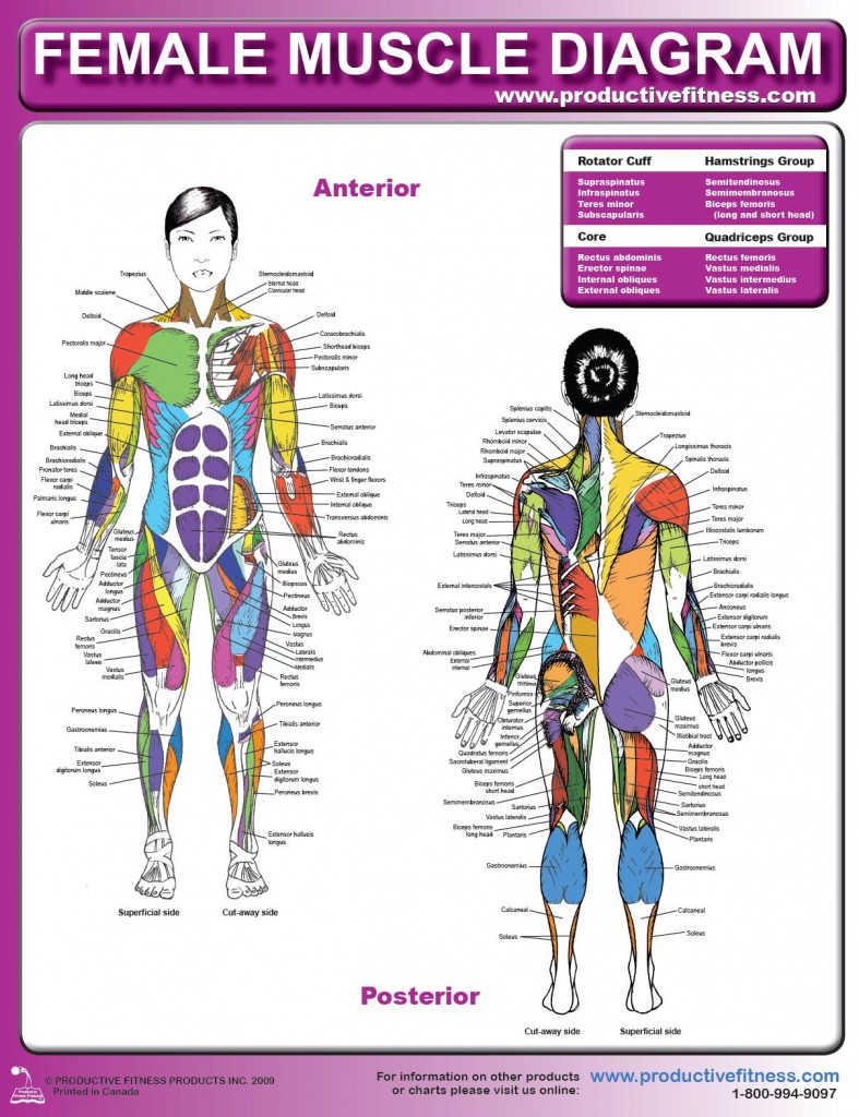 Female Muscle Diagram and Definitions | Jacki's Blog